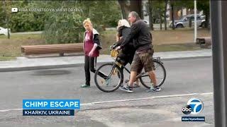 Video: Chimp returned to Ukrainian zoo on a bike after escaping l ABC7