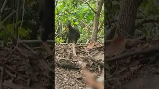 Komodo dragons and orange footed scrubfowls have an excellent relationship for digging nests