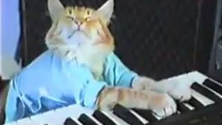 Charlie Schmidt's Keyboard Cat! - THE ORIGINAL!