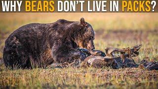 Why Don't Bears Live in Packs?