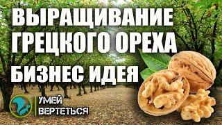 Выращивание грецкого ореха. Бизнес идея