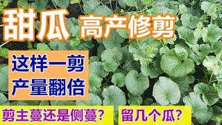 【甜瓜修剪施肥基本原则】这样一剪产量翻倍, 有经验的农艺师都这么做, 金宝香瓜/白蜜瓜/哈密瓜 How to prune cantaloup properly?