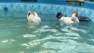Куры плавают в бассейне