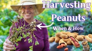 How & When to Harvest Peanuts - Using Peanut Plants for Soil Nutrients