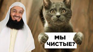 ЧИСТЫЕ ЛИ КОШКИ | Муфтий Менк