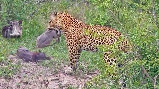 Greedy Leopard Catches an Entire Warthog Family