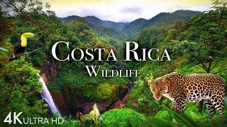 Costa Rica Wildlife 4K - Animals That Call The Jungle of Costa Rica Home | Scenic Relaxation Film