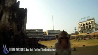 Behind the Scenes: Monkeys in Lop Buri with Buffalo Tours (Uncut)