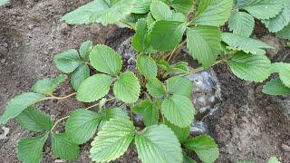 How often to water strawberries from planting to fruiting