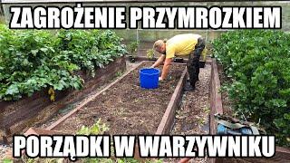 Przymrozek jesienny w warzywniku. Zagrożenie dla warzyw. Porządki na grządkach i w cieplarni.