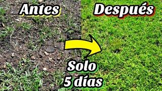  CONSIGUE TENER Césped en 5 días (Como Sembrar o plantar césped • Cuidados y tipos)