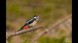 Pica-pau-malhado | Great Spotted Woodpecker | Dendrocopos major