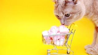 CAN CATS EAT MARSHMALLOWS? KNOW THE SECRETS OF MARSHMALLOW FOR CAT