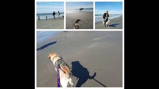 A dog off lead spooked the horses in the sea