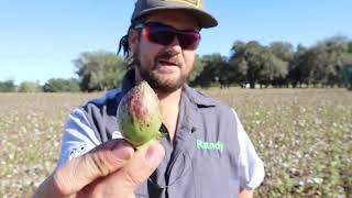 Beautiful Florida Cotton