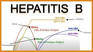 Hepatitis B Serology/Interpretation