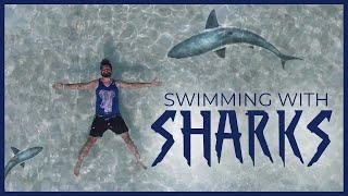 SWIMMING WITH SHARKS | AZLAN SHAH