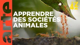 Les animaux gouvernent-ils mieux que nous ? | 42 - La réponse à presque tout | ARTE