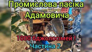 Пасіка Адамовича 1000 + сімей !  Частина 2