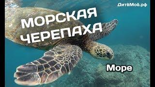 Морская черепаха. Энциклопедия для детей про животных. Море