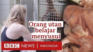 Para ibu lintas spesies: Manusia yang mengajar orang utan untuk menyusui - BBC News Indonesia