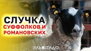 Эко-ферма «Свободный» отзыв клиента Эльстадо! Домашние племенные овцы! Доставка скота из Европы