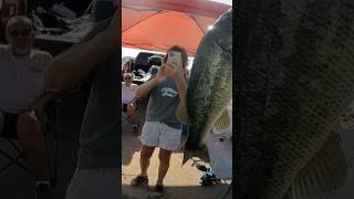 This fish saved my whole tournament #tournamentfishing #largemouthbass #fishingshorts #bassfishing