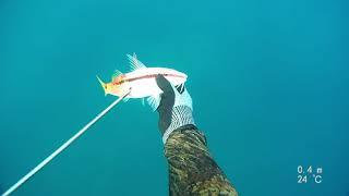 spearfishing israel Eastern little tuna / טונית בצלילה חופשית