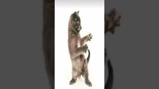 Cat dancing stick png photos #cat #meme #memedance