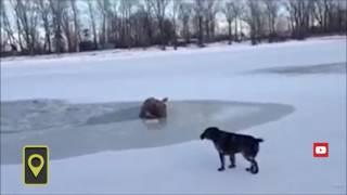 В Алтайском крае спасли лося из полыньи - Elk pulled out of the hole in the ice