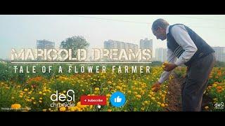 Marigold Dreams  : Tale Of A Flower Farmer |  Bharuch | Gujarat | India | गेंदे का फूल | गलगोटा