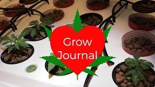 Grow Journal: Autoflower White Widow Hydro Indoors