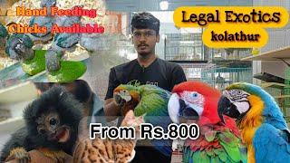 exotic  pets shop with price  // starts from rs.800 . இப்படிலாம் கூட வளர்ப்பு பிராணி இருக்கா