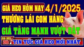 Giá heo hơi ngày 4/1/2025 - MỪNG QUÁ, THƯƠNG LÁI GOM HÀNG, GIÁ TĂNG MẠNH VƯỢT BẬT