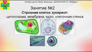 ЛЕТНИЙ КУРС. ЗАНЯТИЕ №2. СТРОЕНИЕ КЛЕТОК ЭУКАРИОТ: ЦИТОПЛАЗМА, МЕМБРАНА, ЯДРО, КЛЕТОЧНАЯ СТЕНКА"