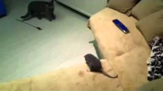 Rat attacks Cat