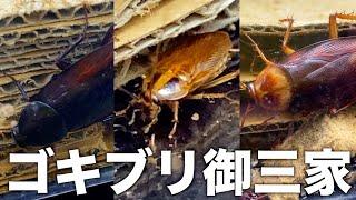 【大公開】ゴキブリ駆除業者の飼育する「ゴキブリ3種」をご紹介！【完全版】