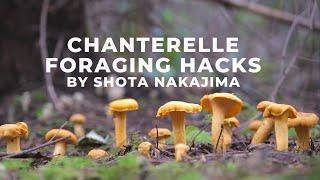 Hack for forage a lot of Chanterelles