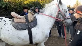 angren Mol bozori 14.11.2024#rek #qoyboqish #horse #qoybozor #molboqishbiznesi #molbozor #qoy #otlar