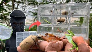 Ultimate Guide to Catching & Observing Insects: Discover Nature Hidden Wonders! Mantis,Beetle,Wasp