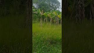 ACAN PISANG #buletininews #viralvideos #funny #larekoclok #garden