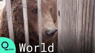 Ukraine: Mariupol Zoo Animals Caught in Crossfire