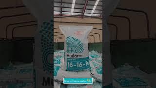 PUPUK NPK Mutiara 16 16 16 PRIMADONANYA PARA PETANI