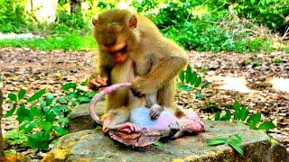 OMG...!!! What happened? Please help Abandoned Baby monkey.