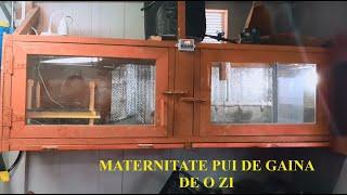 Maternitate pentru cresterea puilor de gaina de o zi - Chickens brooder