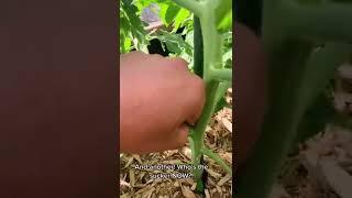 3 Tips to get healthy Tomatos  (Tomato Plant Care)