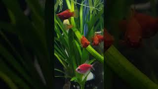 Coral Red Baloon Platy (Xiphophorus maculatus) | #freshwaterfish #tanksetup #aquariumfish #shorts