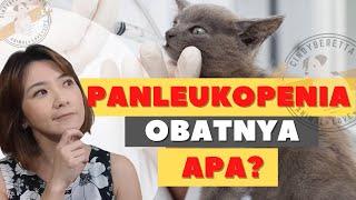 Bagaimana Menangani Kucing yang Sakit PANLEUKOPENIA-VIRUS PARVO | How to CURE Cat DISTEMPER