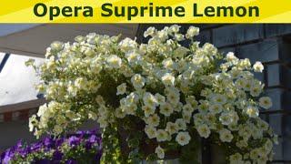 Петуния Opera Supreme Lemon.