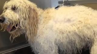 Dematting and Brushing your Doodle - Designer Paws Salon